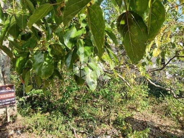 Terreno venda em Região Geográfica Imediata de Caxias do Sul, Caxias do Sul