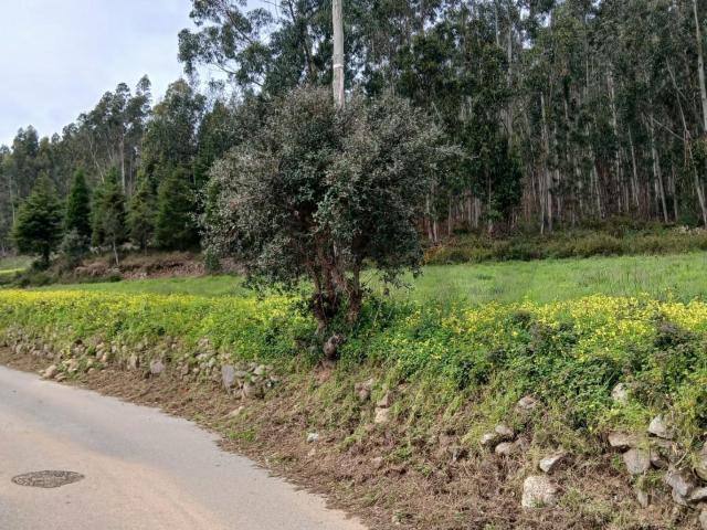 Terreno venda em Coimbrã, Botão