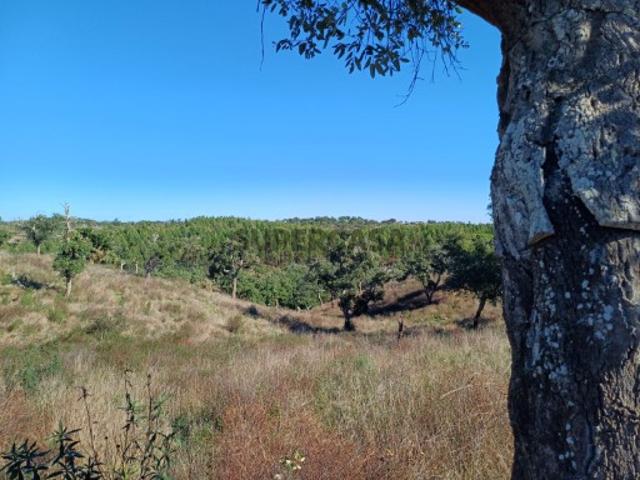 Terreno venda em Santiago Do Cacém, Setúbal