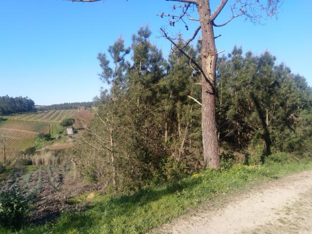 Terreno venda em Lourinhã, Lisboa