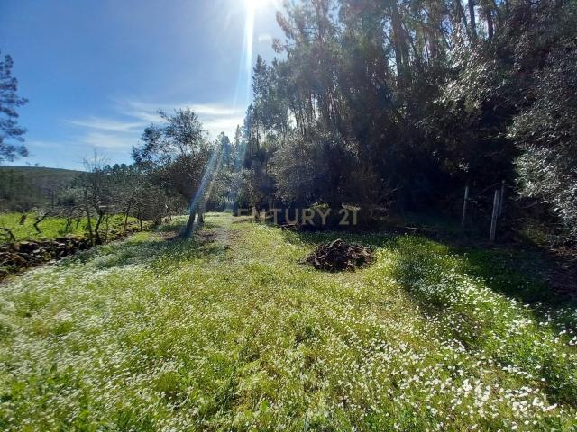 Terreno venda em Castelo Branco