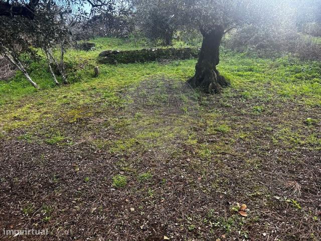 Terreno venda em Olalhas, Sesmarias