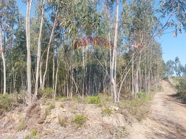 Terreno venda em Olalhas, Venda do Rijo