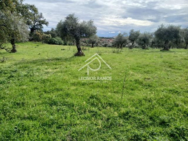 Terreno venda em Castelo Branco, Idanha-a-nova