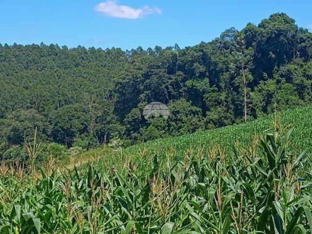 Terreno venda em Região Geográfica Imediata de Telêmaco Borba, Reserva