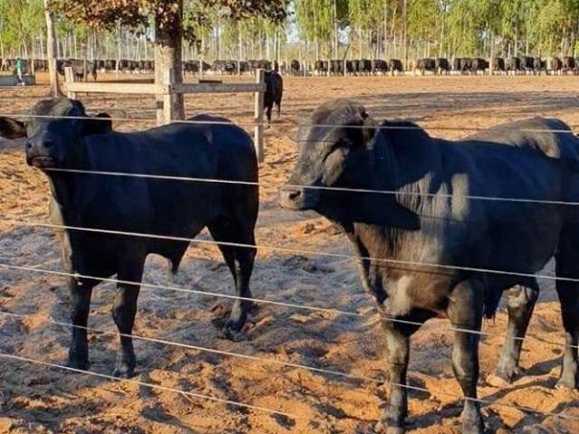 Terreno venda em Região Geográfica Imediata de Coxim, Alcinópolis