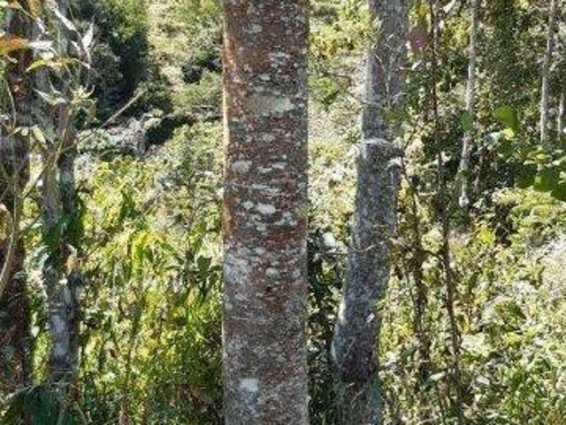 Terreno venda em Região Geográfica Imediata de Itabira, Bom Jesus do Amparo