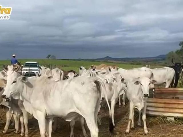 Terreno venda em Região Geográfica Imediata de Campo Grande, Camapuã