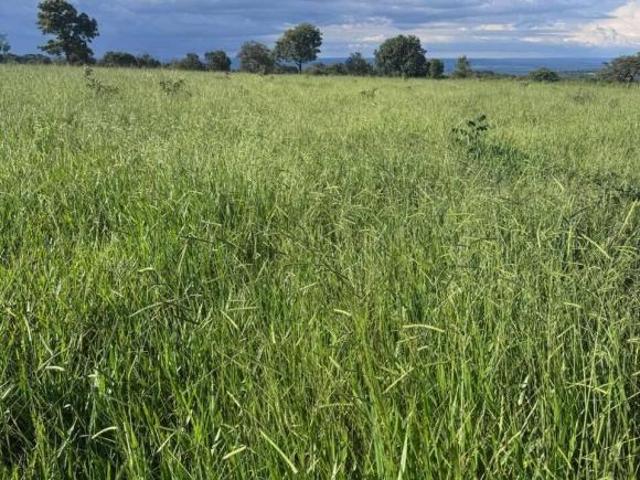 Terreno venda em Cassilândia