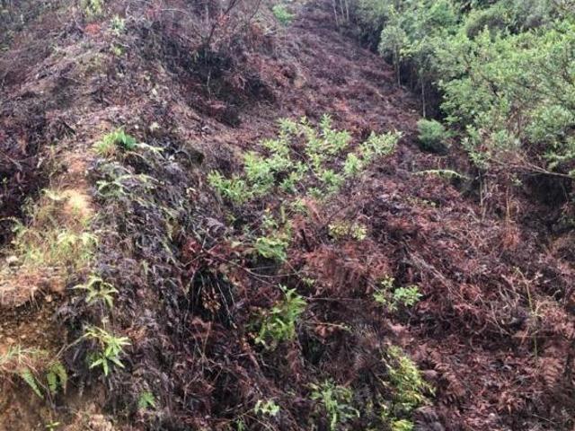 Terreno venda em Região Geográfica Imediata de Santa Bárbara - Ouro Preto, Ouro Preto