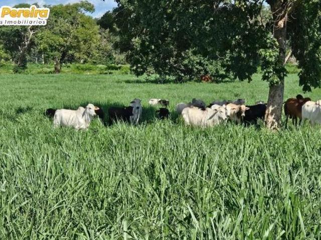 Terreno venda em Vila São João, Pedro Gomes