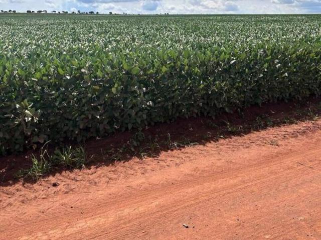 Terreno venda em Região Geográfica Imediata de Campo Grande, Ribas do Rio Pardo