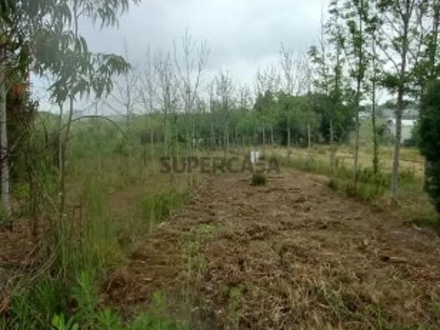Terreno venda em Anadia, Aveiro