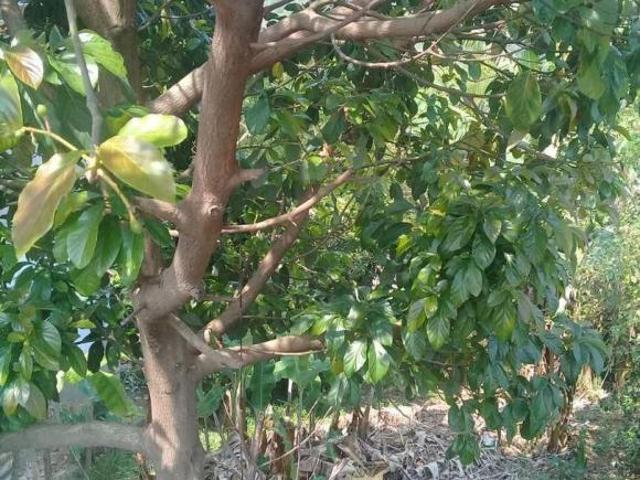 Terreno venda em Parque das Avencas, Pirapora do Bom Jesus