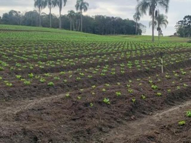 Terreno venda em Região Geográfica Imediata de Curitiba, Região Metropolitana de Curitiba