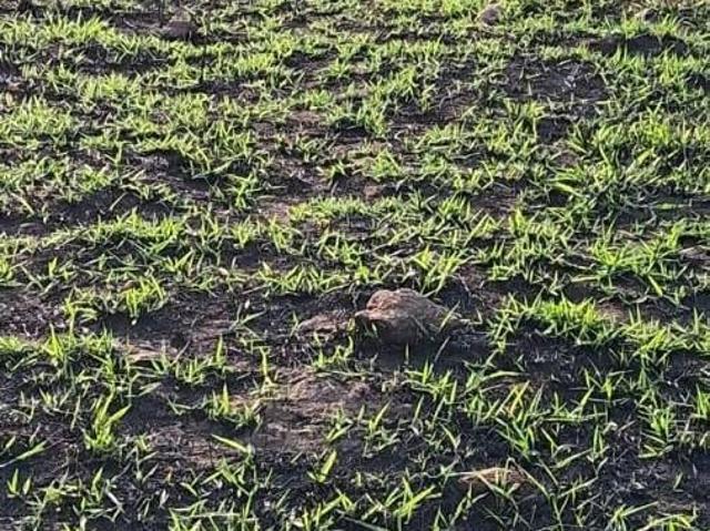 Terreno venda em Vargem
