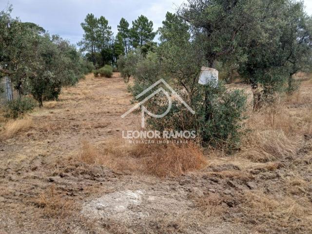 Terreno venda em Castelo Branco
