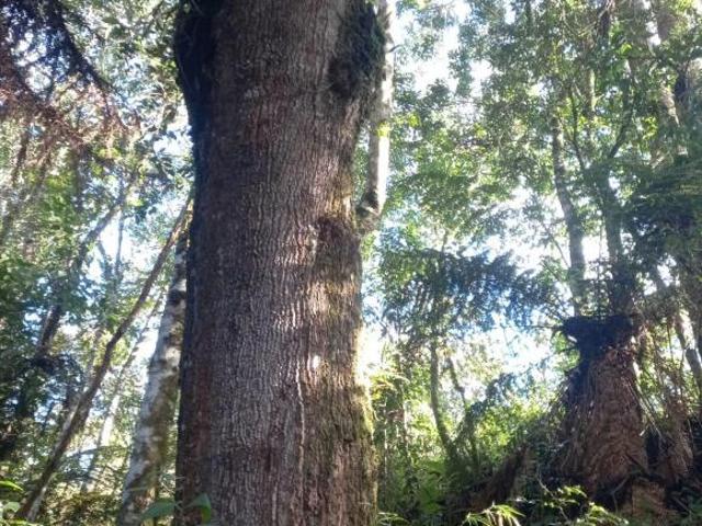 Terreno venda em Região Geográfica Imediata de Pouso Alegre, Senador Amaral