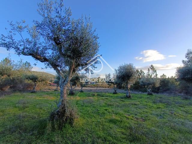Terreno venda em Castelo Branco