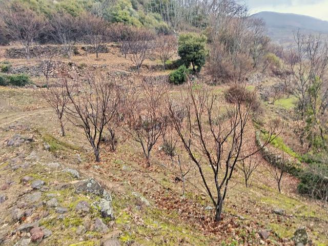Terreno en venta en Pasarón De La Vera, Extremadura