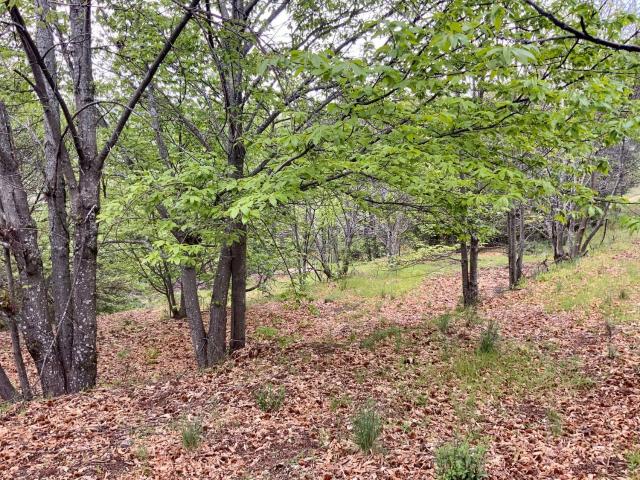 Terreno en venta en Pasarón De La Vera, Extremadura