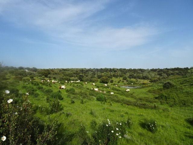 Terreno en venta en Perales Del Puerto, Extremadura