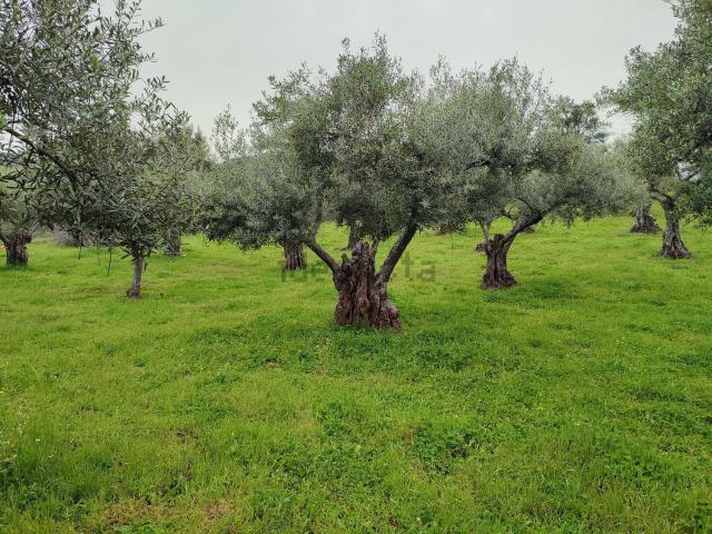 Terreno en venta en Perales Del Puerto, Cáceres