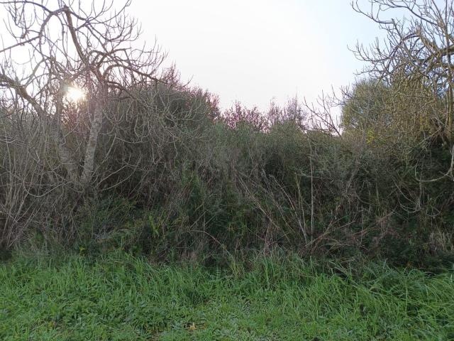 Terreno en venta en Pla de Mallorca, Baleares