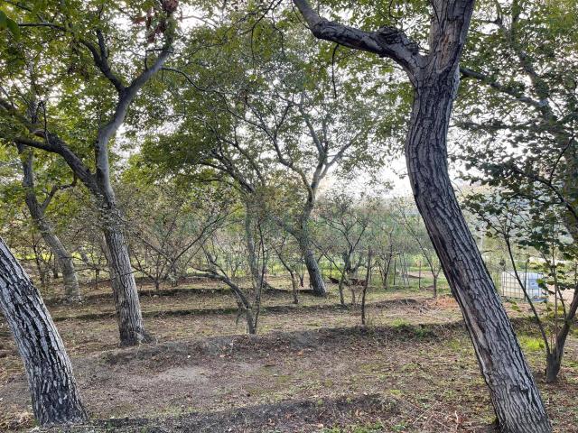 Terreno in vendita a Avella, Campania
