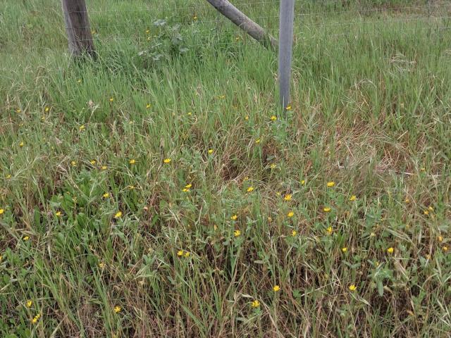 Terreno alugar em Palmela, Setúbal