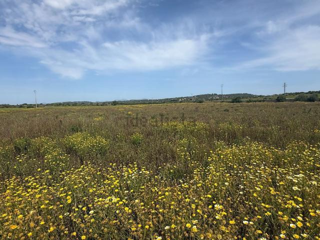 Terreno en venta en Pla de Mallorca, Baleares