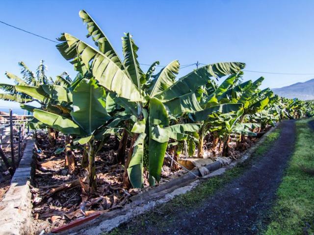 Terreno en venta en Puerto De La Cruz, Canarias