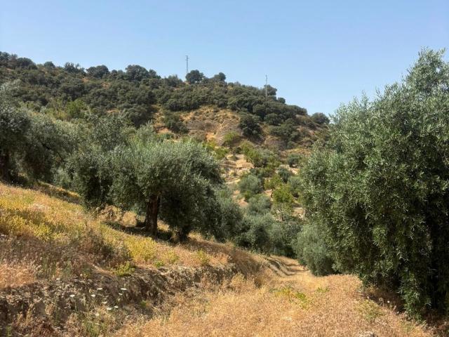 Terreno en venta en Comarca de la Vega de Granada, Andalucía