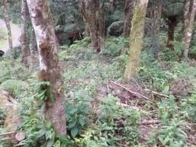 Terreno venda em Região Geográfica Imediata de Caxias do Sul, Canela