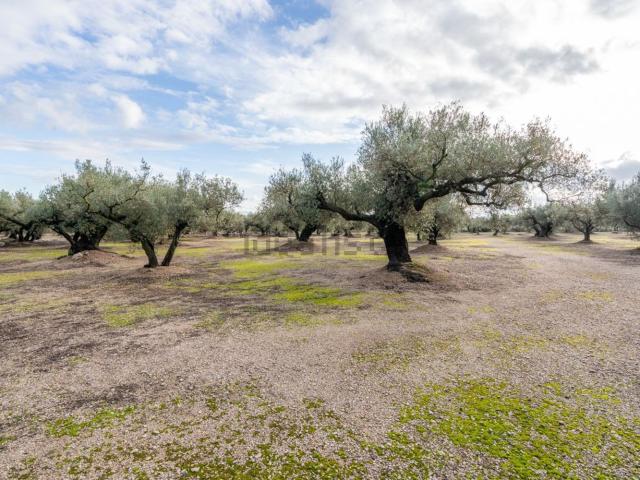 Terreno en venta en Baix Ebre, Catalunya