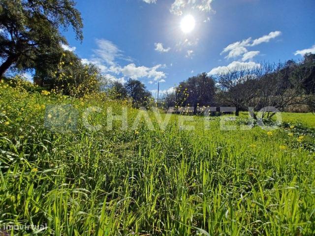 Terreno venda em Carregueiros