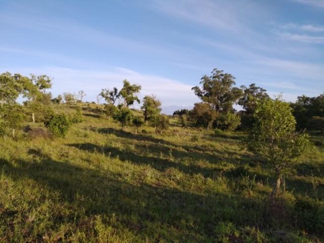 Terreno venda em Santiago Do Cacém, Setúbal