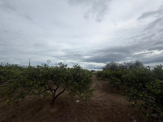 Terreno en venta en el Baix Segura / La Vega Baja, Valencia
