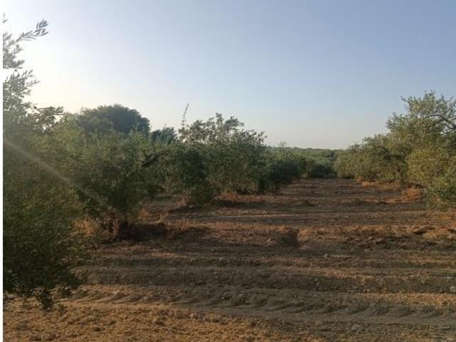 Local Comercial en venta en El Condado, Andalucía