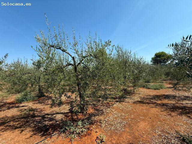 Local Comercial en venta en Torrequesada-Camino de Umbrete, Sanlúcar la Mayor