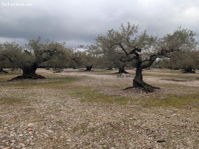 Local Comercial en venta en el Baix Maestrat, Valencia