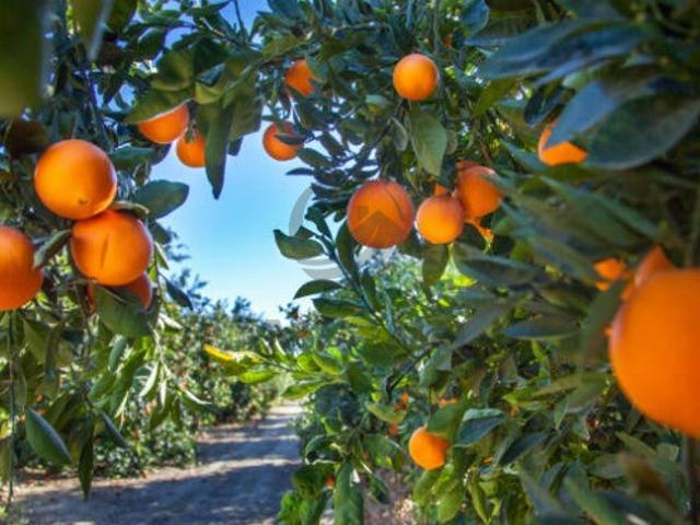 Terreno venda em Caliços, Faro