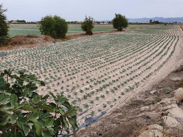 Terreno en venta en Virgen de las Huertas, Alto Guadalentín