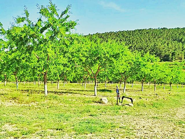 Casa Rural en venta en el Vinalopó Mitjà / El Vinalopó Medio, Valencia