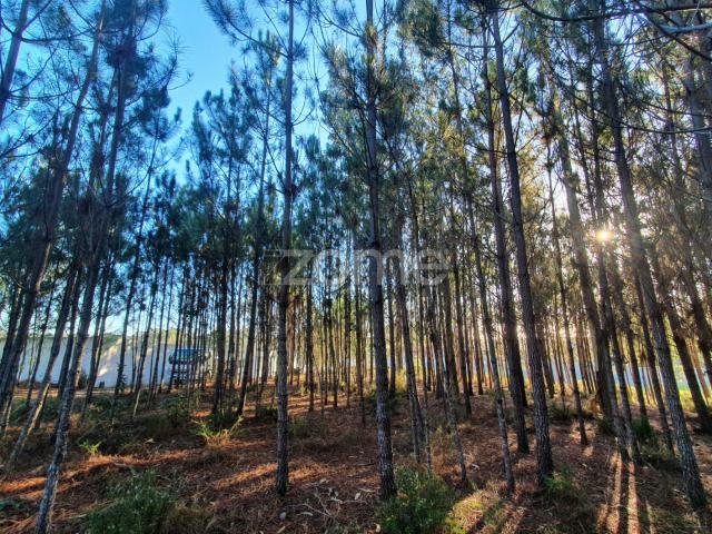 Terreno venda em Pilado, Marinha Grande