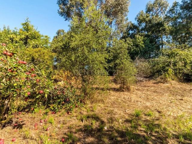 Terreno venda em Alcobaça, Leiria