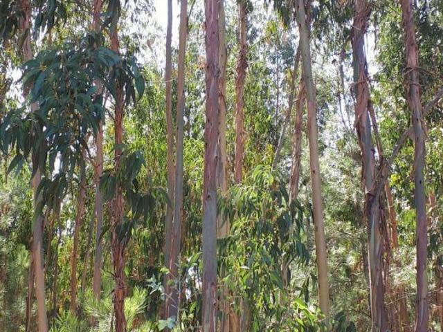 Terreno venda em Torres Novas, Santarém