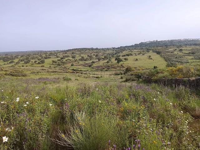 Terreno venda em Nisa, Portalegre