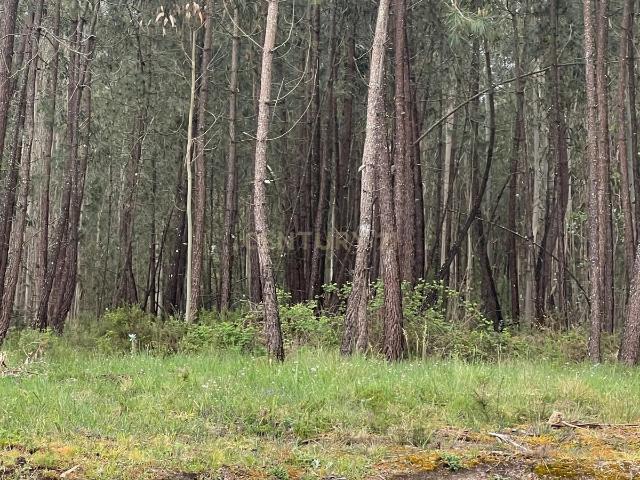 Terreno venda em Batalha, São Mamede