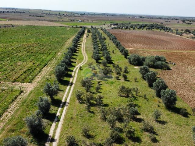 Terreno venda em Évora